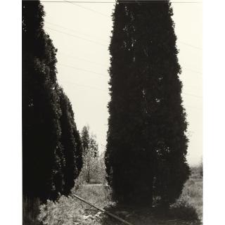 Robert Adams - \'Abandoned Ornamental Cypress, Rancho Cucamonga, California\'