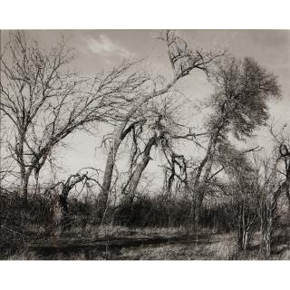 Robert Adams - Amongst the last trees and lilacs surrounding a farmhouse, Edge of Longmont, Colorado
