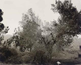 Robert Adams - Broken trees next to Box Springs Mountains, East of Riverside, California, 1982