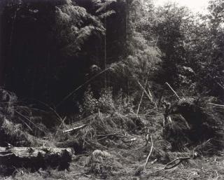 Robert Adams - Bulldozed Slash, Tillamook County, Oregon, 1976-1977