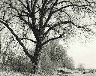 Robert Adams - \'Cottonwood, Edge Of Development, Longmont, Colo.\'