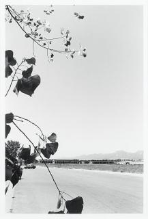 Robert Adams - \