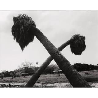 Robert Adams - Dead Palms, Partially Uprooted, Ontario, California, 1983