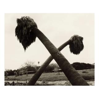 Robert Adams - \'Dead Palms, Partially Uprooted, Ontario, California\'