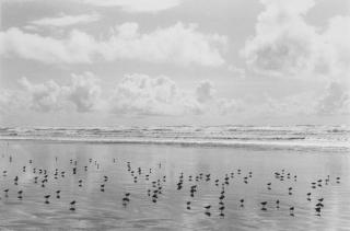 Robert Adams - On Any Given Day In Spring (Xii), 2007