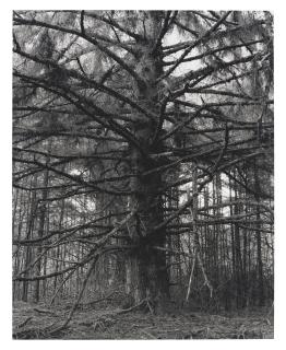 Robert Adams - Sitka Spruce, Cape Blanco State Park, Curry County, Oregon, 2001