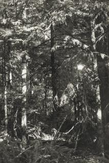 Robert Adams - Untitled, 2011