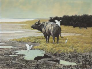 Robert Bateman - Buffalo with cattle egrets