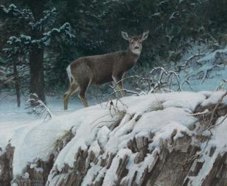 Robert Bateman - Mule Deer