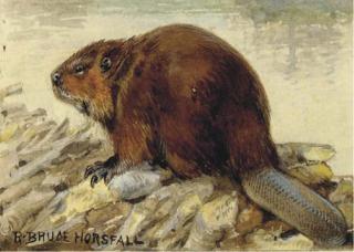 Robert Bruce Horsfall - Raccoon; Also A Companion Watercolor of A Beaver