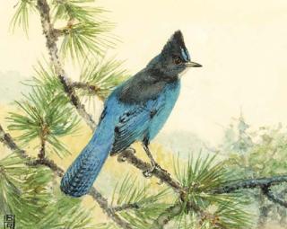Robert Brunce Horsfall - Stellar\'S Jay; Also Scrub Jay, Tufted Titmouse And Ash-Throated Flycatcher