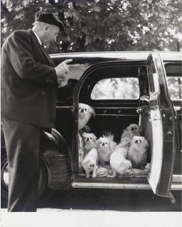 Robert Doisneau - Le Vieil Homme aux Chiens
