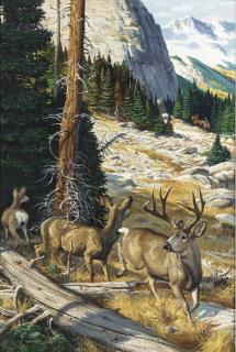 Robert F. Kuhn - Mule Deer in the Rockies