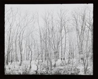 Robert Häusser - Fensterbild