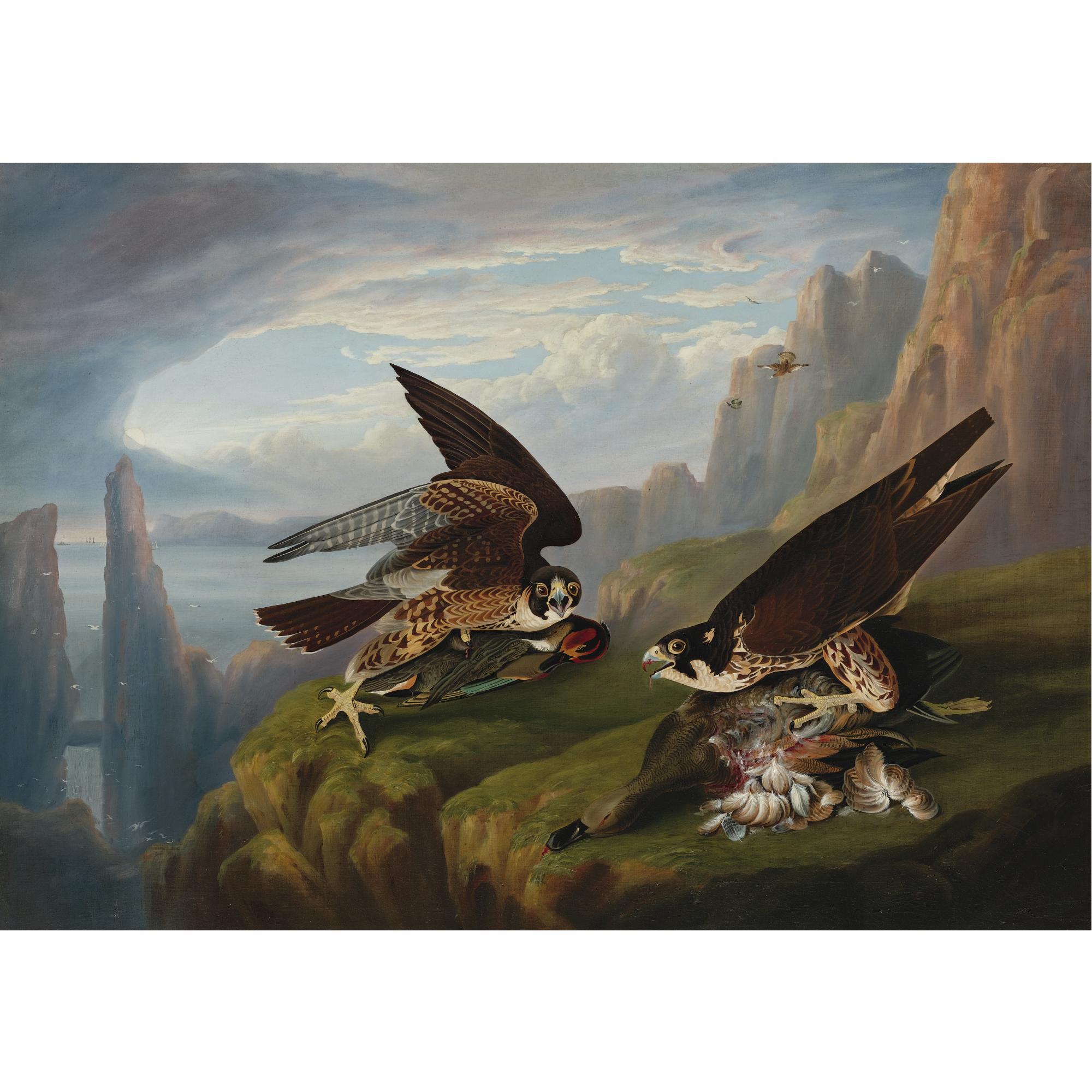 Robert Havell Jr. - Peregrine Falcon (Great-Footed Hawk)