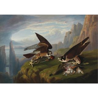 Robert Havell Jr. - Peregrine Falcon (Great-Footed Hawk)