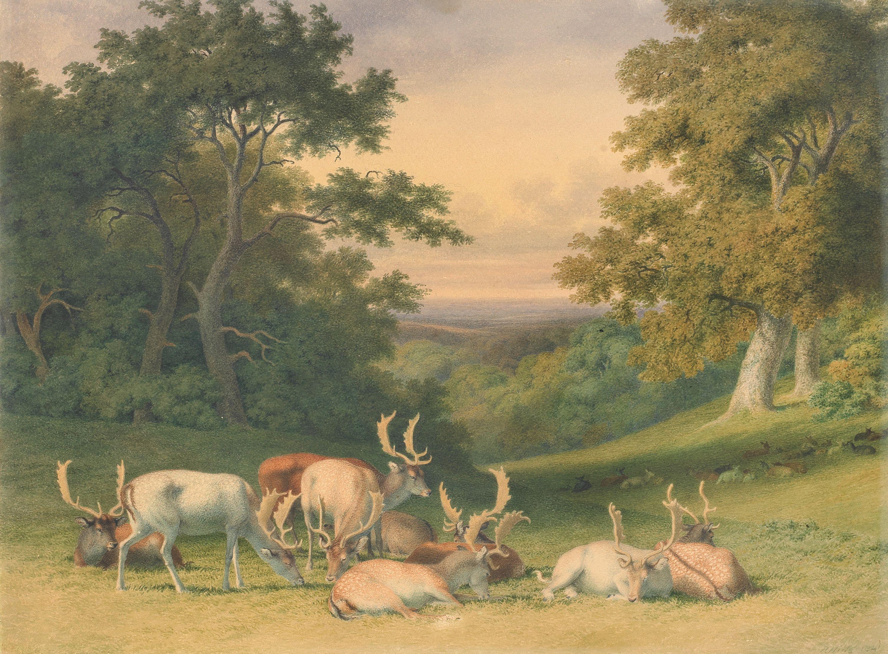 Robert Hills - Fallow deer in a forest clearing