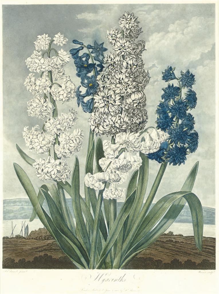 Robert John Thornton - Hyacinths, from The Temple of Flora