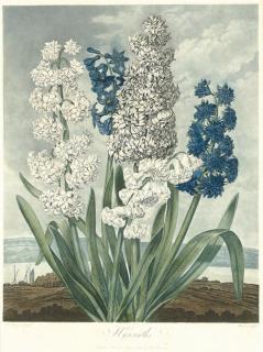 Robert John Thornton - Hyacinths, from The Temple of Flora