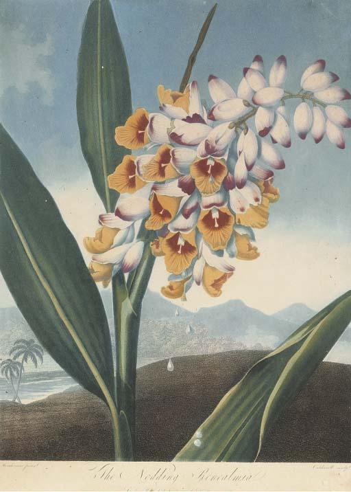 Robert John Thornton - Temple of Flora: The Nodding Renealmia