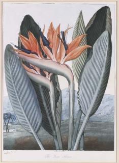 Robert John Thornton - Temple of Flora: The Queen Flower