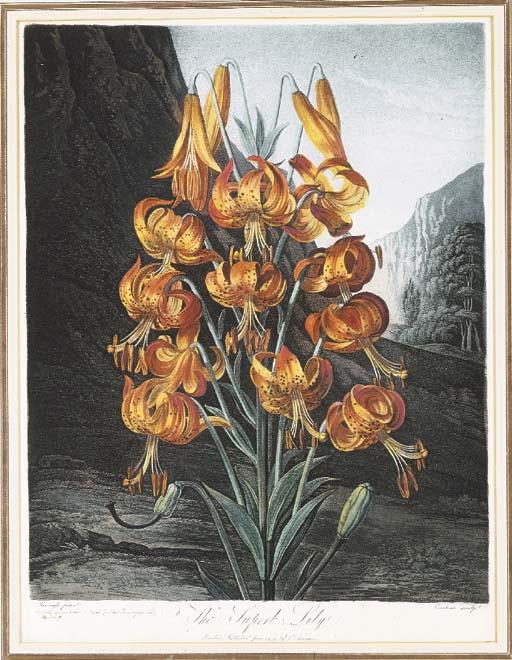 Robert John Thornton - Temple of Flora: The Superb Lily