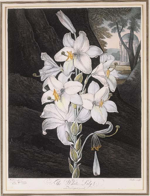 Robert John Thornton - Temple of Flora: The White Lily