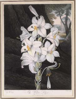 Robert John Thornton - Temple of Flora: The White Lily