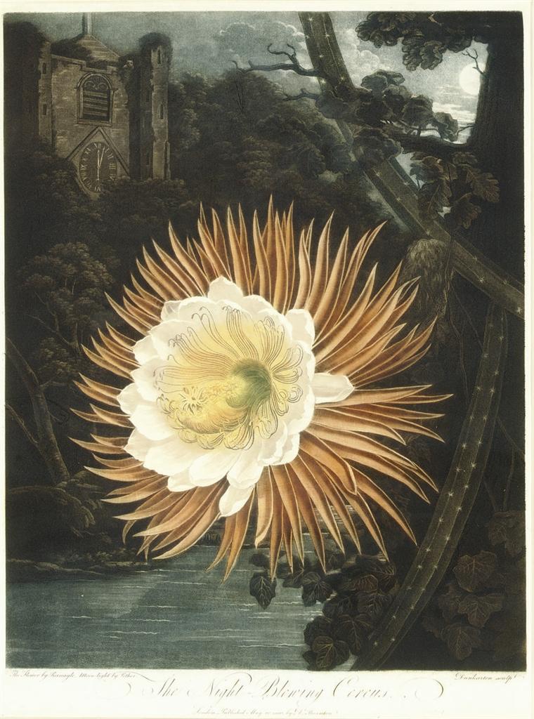Robert John Thornton - The Night-Blooming Cereus, from The Temple of Flora