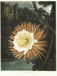 Robert John Thornton - The Night-Blooming Cereus, from The Temple of Flora