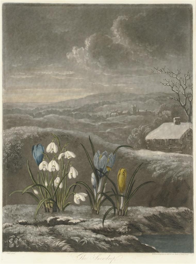Robert John Thornton - The Snow Drop, from The Temple of Flora