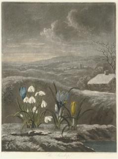 Robert John Thornton - The Snow Drop, from The Temple of Flora