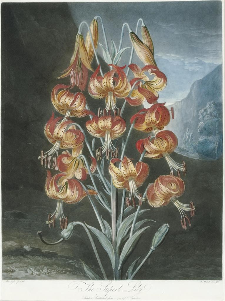 Robert John Thornton - The Superb Lily, from The Temple of Flora