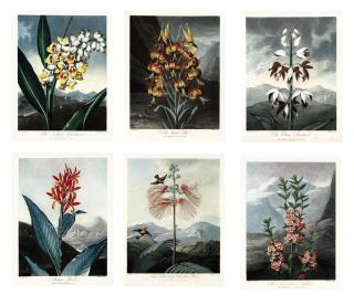 Robert John Thornton - The Temple of Flora: six plates