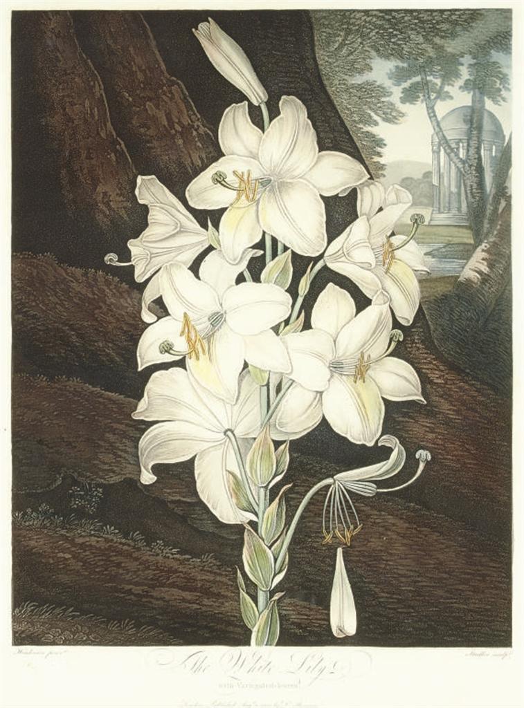 Robert John Thornton - The White Lily, from The Temple of Flora