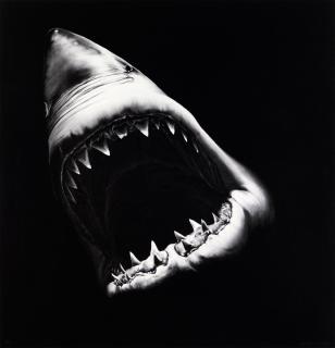 Robert Longo - Ohne Titel (Big shark)