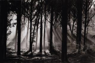 Robert Longo - Study for Black Forest