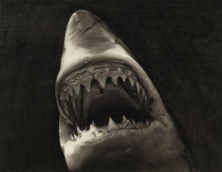 Robert Longo - Study For Shark