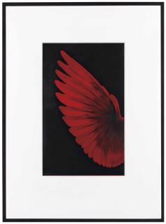 Robert Longo - Study of Red Humming Bird