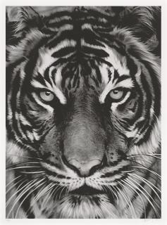 Robert Longo - Tiger