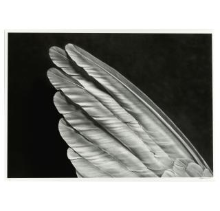 Robert Longo - Untitled (Angel\'s Wing) (Small Version)