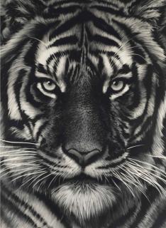 Robert Longo - Untitled (Last Tiger)