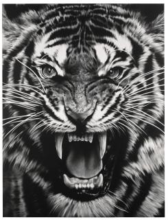 Robert Longo - Untitled (Roaring Tiger)