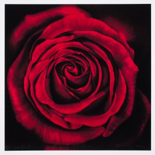 Robert Longo - Untitled (Rose)