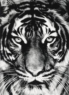Robert Longo - Untitled (Tiger Head 3)