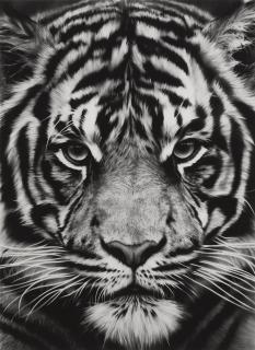 Robert Longo - Untitled (Tiger)