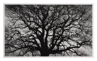 Robert Longo - Untitled (Tree)