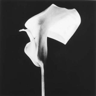 Robert Mapplethorpe - Black Calla Lily