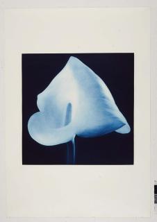 Robert Mapplethorpe - Blue Calla