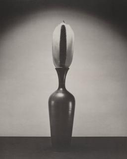 Robert Mapplethorpe - Cactus Blossom